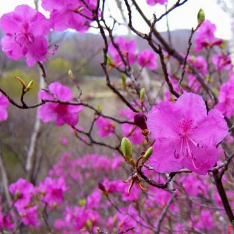 Открытка весенние цветы  праздник весны наурыз С наурызом 