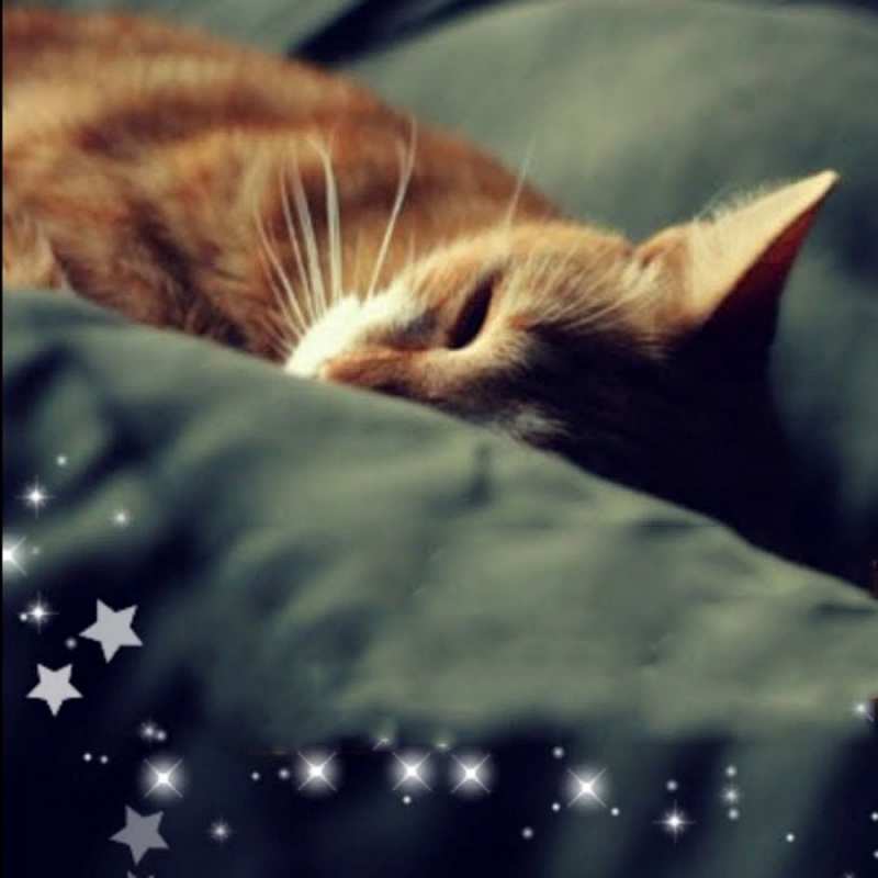 Открытка рыжий кот спит  кроватка  Спокойной ночи 