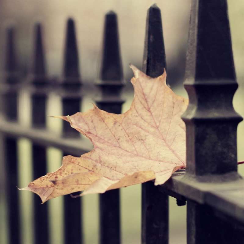 Открытка я как одинокий лист  очень скучно  Я по тебе скучаю 