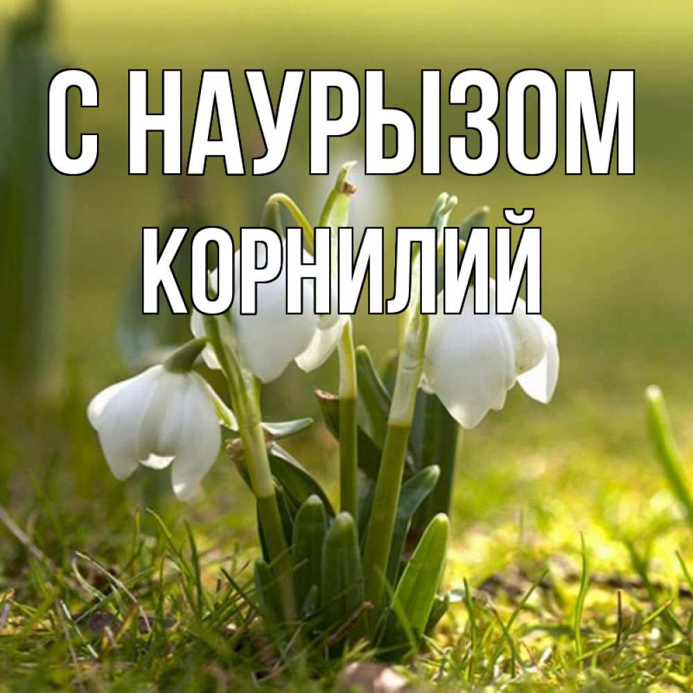 Открытка на каждый день с именем, Корнилий С наурызом ранние цветы 2 Прикольная открытка с пожеланием онлайн скачать бесплатно 
