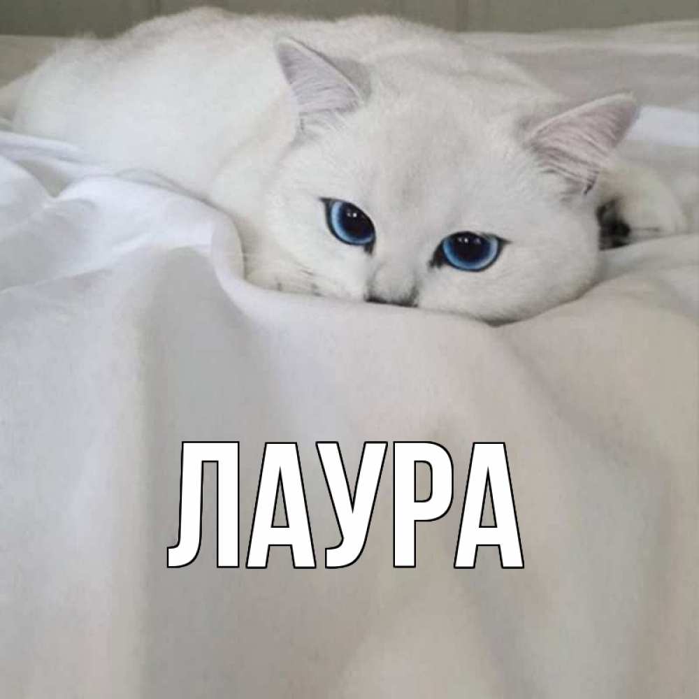 Открытка на каждый день с именем, Лаура Главная белый кот с голубыми глазами на белоснежной кровати Прикольная открытка с пожеланием онлайн скачать бесплатно 