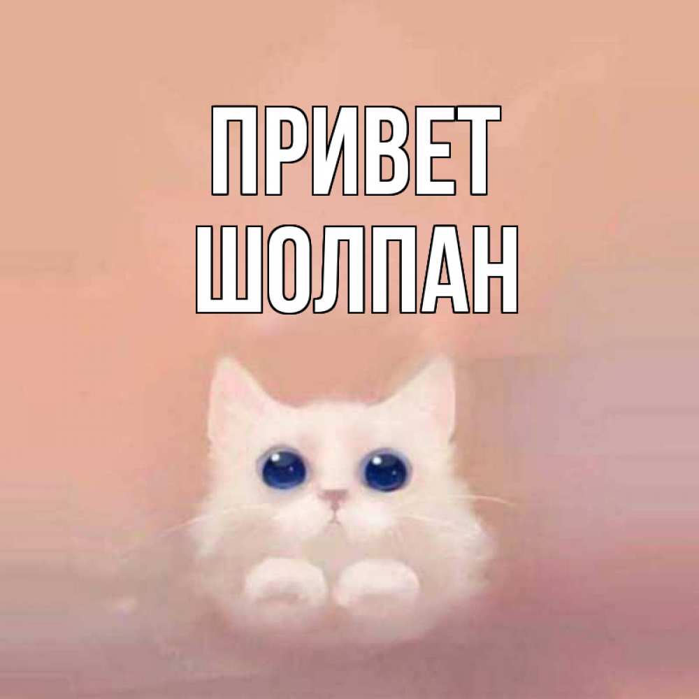 Открытка на каждый день с именем, Шолпан Привет котик белый в полете Прикольная открытка с пожеланием онлайн скачать бесплатно 