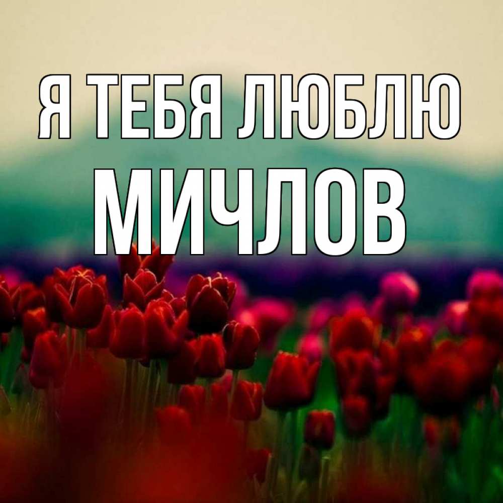 Открытка на каждый день с именем, Мичлов Я тебя люблю тюльпаны 4 Прикольная открытка с пожеланием онлайн скачать бесплатно 