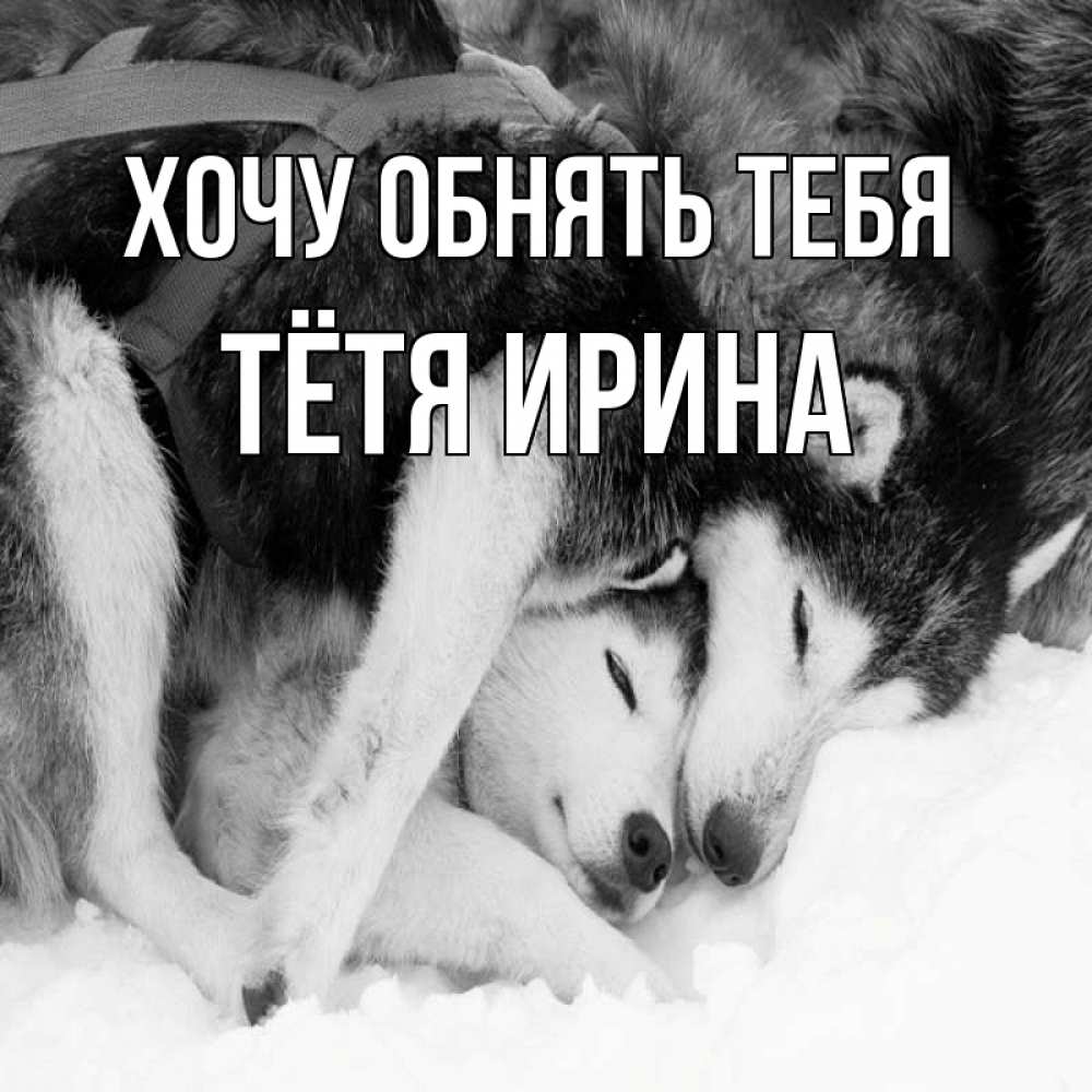 Открытка на каждый день с именем, Тётя-Ирина Хочу обнять тебя собачки в упряжке Прикольная открытка с пожеланием онлайн скачать бесплатно 