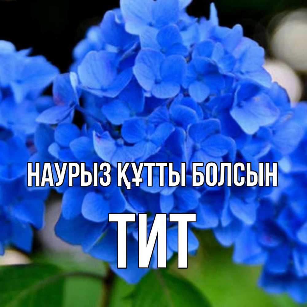Открытка на каждый день с именем, Тит Наурыз құтты болсын синие цветы Прикольная открытка с пожеланием онлайн скачать бесплатно 