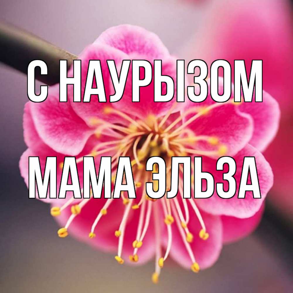 Открытка на каждый день с именем, Мама-Эльза С наурызом цветы Прикольная открытка с пожеланием онлайн скачать бесплатно 