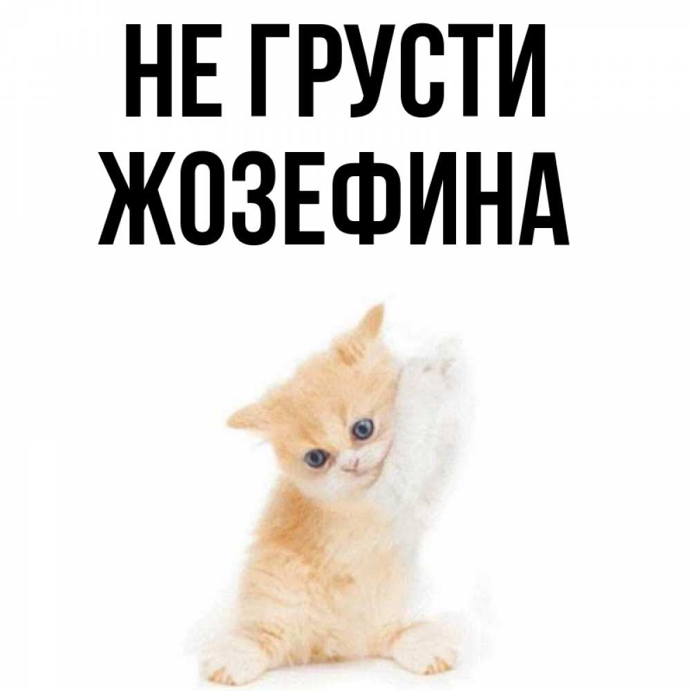 Открытка на каждый день с именем, Жозефина Не грусти просящий кот Прикольная открытка с пожеланием онлайн скачать бесплатно 