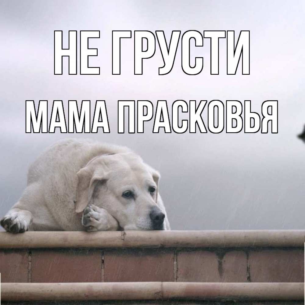 Открытка на каждый день с именем, Мама-Прасковья Не грусти белый пес 1 Прикольная открытка с пожеланием онлайн скачать бесплатно 