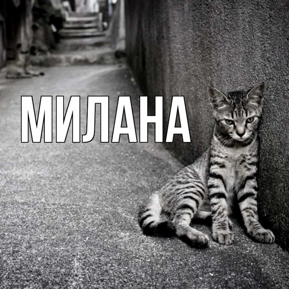 Открытка на каждый день с именем, Милана Главная скучающий котик Прикольная открытка с пожеланием онлайн скачать бесплатно 