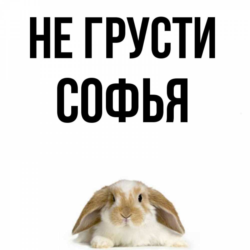 Открытка на каждый день с именем, Софья Не грусти коричнево белый заяц с большими ушками Прикольная открытка с пожеланием онлайн скачать бесплатно 