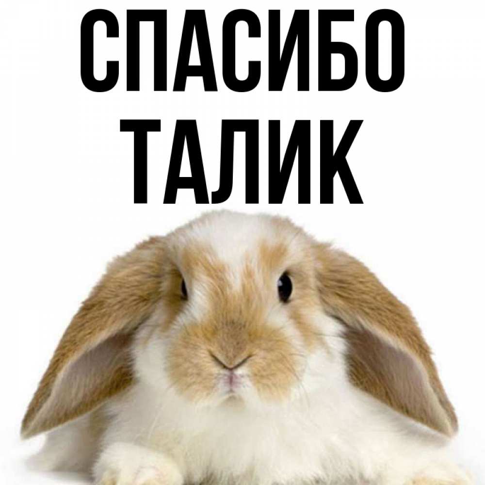 Открытка на каждый день с именем, Талик Спасибо коричнево белый заяц Прикольная открытка с пожеланием онлайн скачать бесплатно 