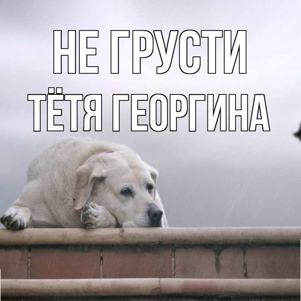Открытка на каждый день с именем, Тётя-Георгина Не грусти белый пес 1 Прикольная открытка с пожеланием онлайн скачать бесплатно 