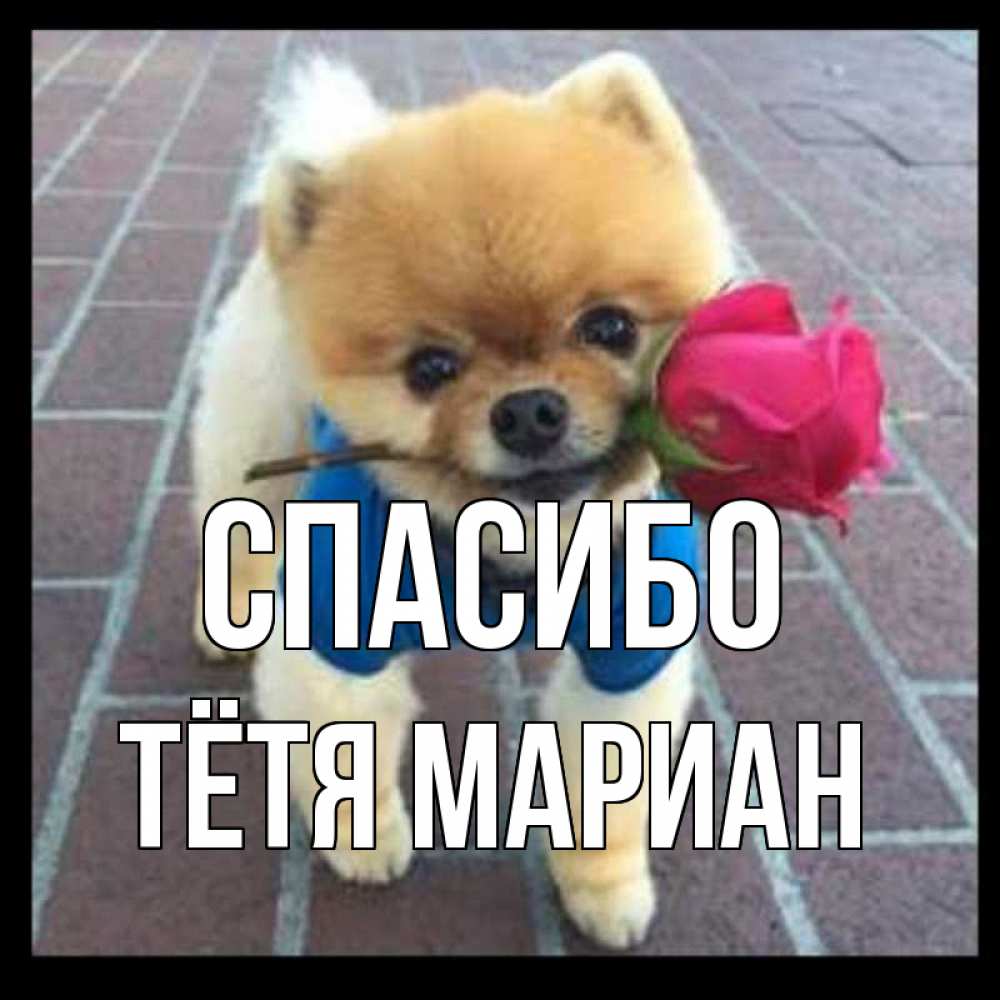 Открытка на каждый день с именем, Тётя-Мариан Спасибо спасибо и дарю тебе цветок Прикольная открытка с пожеланием онлайн скачать бесплатно 