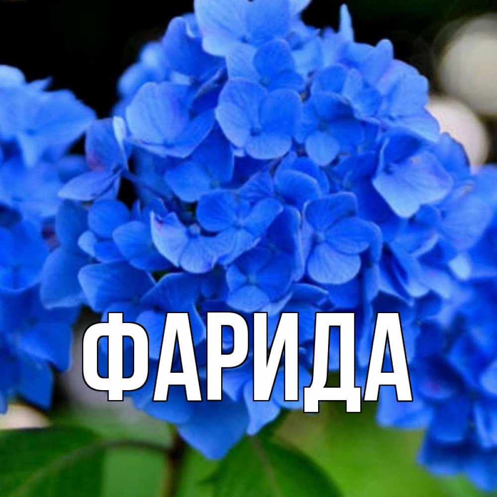 Открытка на каждый день с именем, Фарида Главная синие цветы Прикольная открытка с пожеланием онлайн скачать бесплатно 