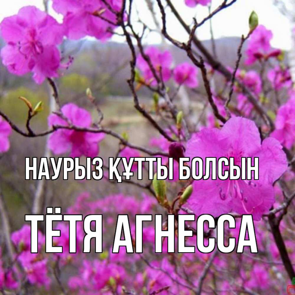 Открытка на каждый день с именем, Тётя-Агнесса Наурыз құтты болсын наурыз мейрамы кутты болсын Прикольная открытка с пожеланием онлайн скачать бесплатно 