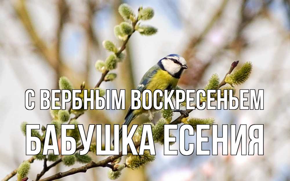 Открытка на каждый день с именем, Бабушка-Есения С вербным воскресеньем верба Прикольная открытка с пожеланием онлайн скачать бесплатно 