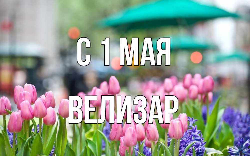 Открытка на каждый день с именем, Велизар С 1 мая С 1 мая Прикольная открытка с пожеланием онлайн скачать бесплатно 