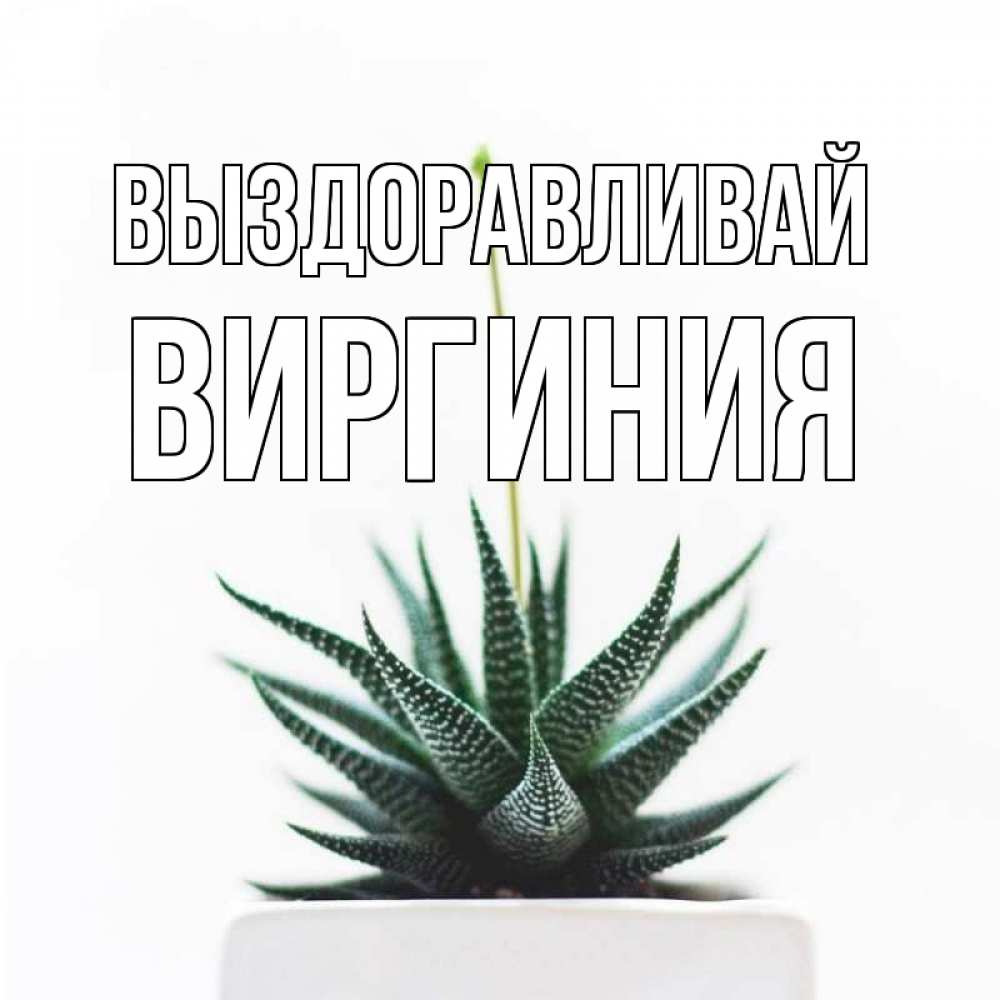 Открытка на каждый день с именем, Виргиния Выздоравливай короче это непонятная колючка Прикольная открытка с пожеланием онлайн скачать бесплатно 
