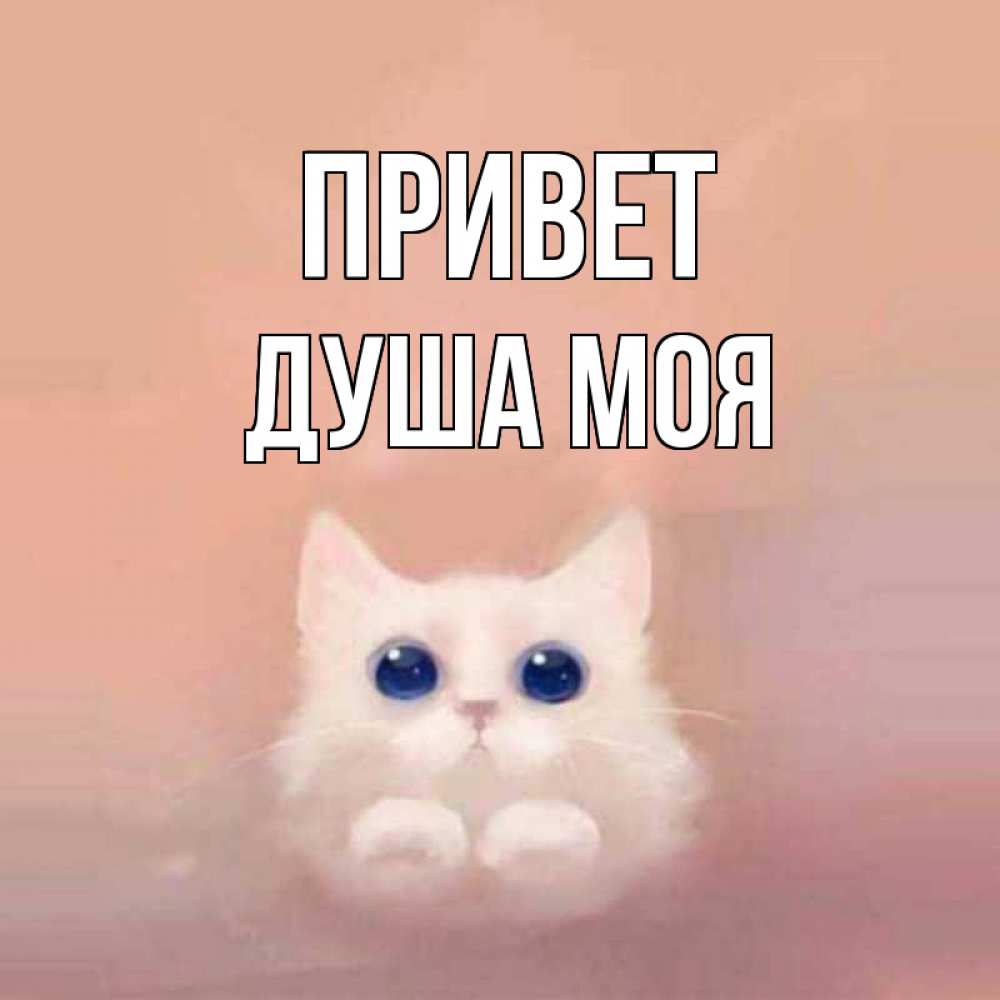 Открытка на каждый день с именем, Душа-моя Привет котик белый в полете Прикольная открытка с пожеланием онлайн скачать бесплатно 