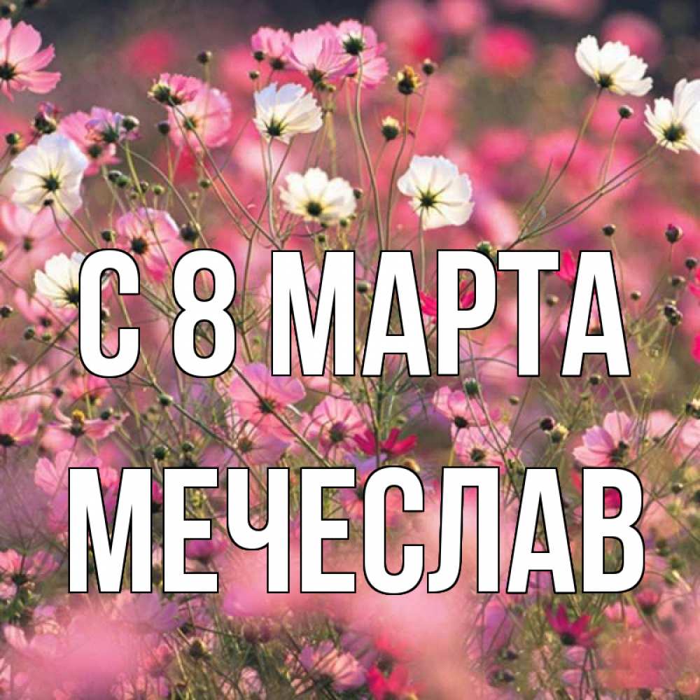 Открытка на каждый день с именем, Мечеслав С 8 марта красиво 1 Прикольная открытка с пожеланием онлайн скачать бесплатно 