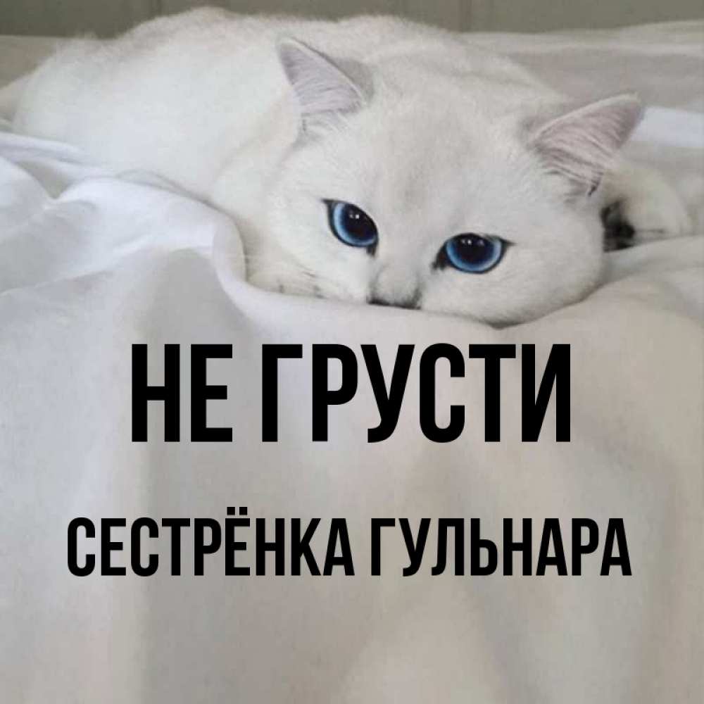 Открытка на каждый день с именем, Сестрёнка-Гульнара Не грусти Голубоглазая кошка Прикольная открытка с пожеланием онлайн скачать бесплатно 