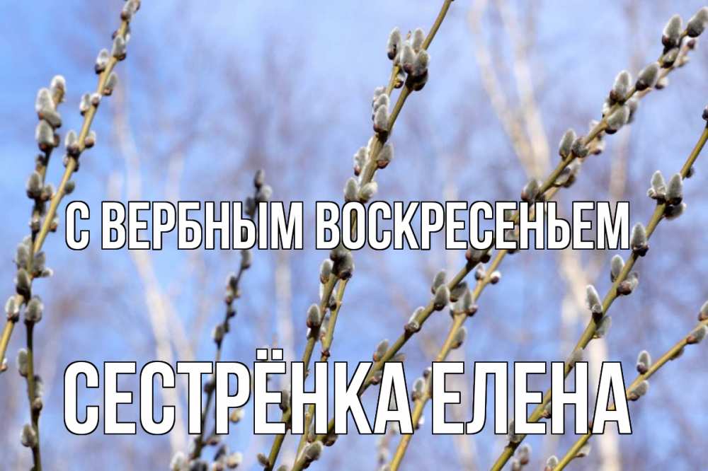 Открытка на каждый день с именем, Сестрёнка-Елена С вербным воскресеньем верба Прикольная открытка с пожеланием онлайн скачать бесплатно 