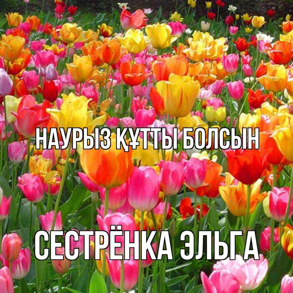 Открытка на каждый день с именем, Сестрёнка-Эльга Наурыз құтты болсын на наурыз  ура ура Прикольная открытка с пожеланием онлайн скачать бесплатно 
