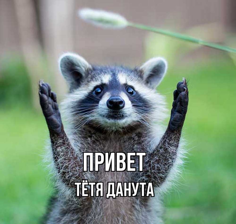 Открытка на каждый день с именем, Тётя-Данута Привет животные Прикольная открытка с пожеланием онлайн скачать бесплатно 