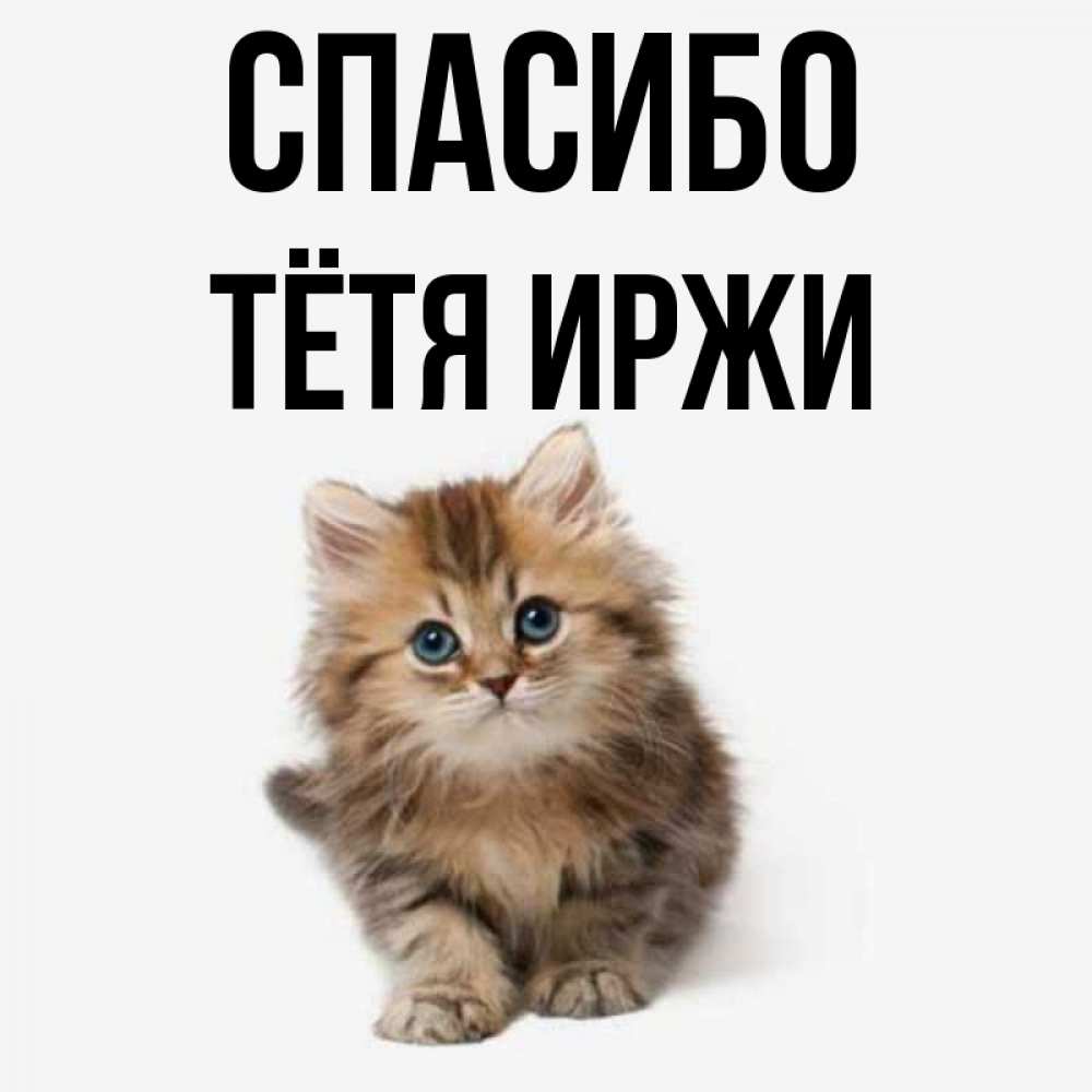 Открытка на каждый день с именем, Тётя-Иржи Спасибо пушистый котик Прикольная открытка с пожеланием онлайн скачать бесплатно 