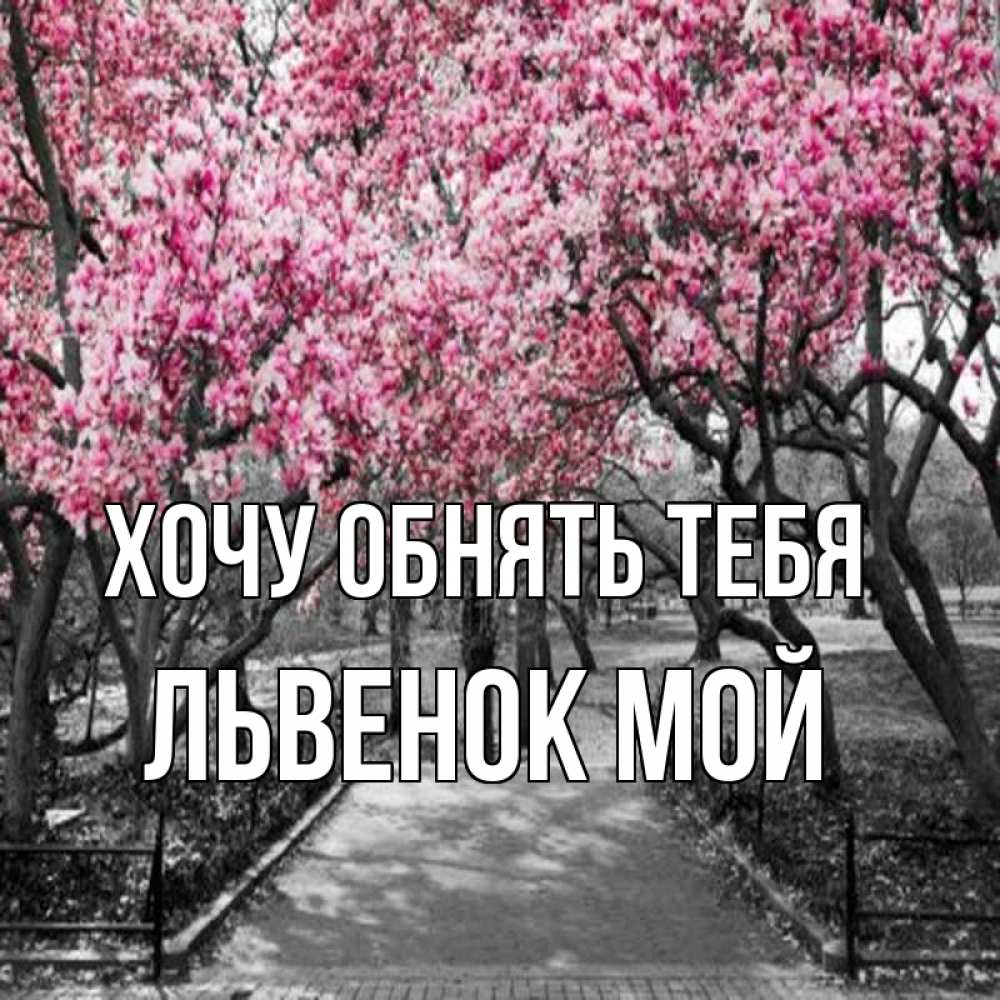 Открытка на каждый день с именем, Львенок-мой Хочу обнять тебя обработанное фото Прикольная открытка с пожеланием онлайн скачать бесплатно 