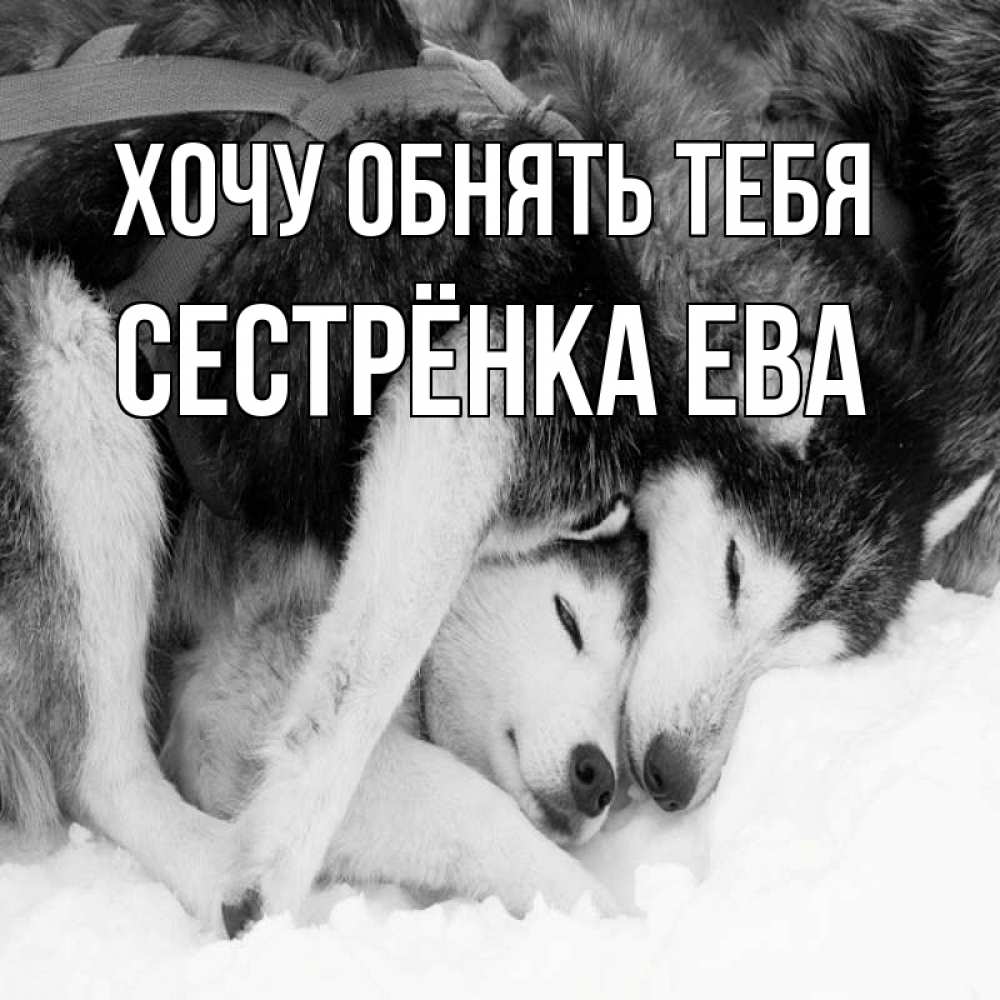 Открытка на каждый день с именем, Сестрёнка-Ева Хочу обнять тебя собачки в упряжке Прикольная открытка с пожеланием онлайн скачать бесплатно 