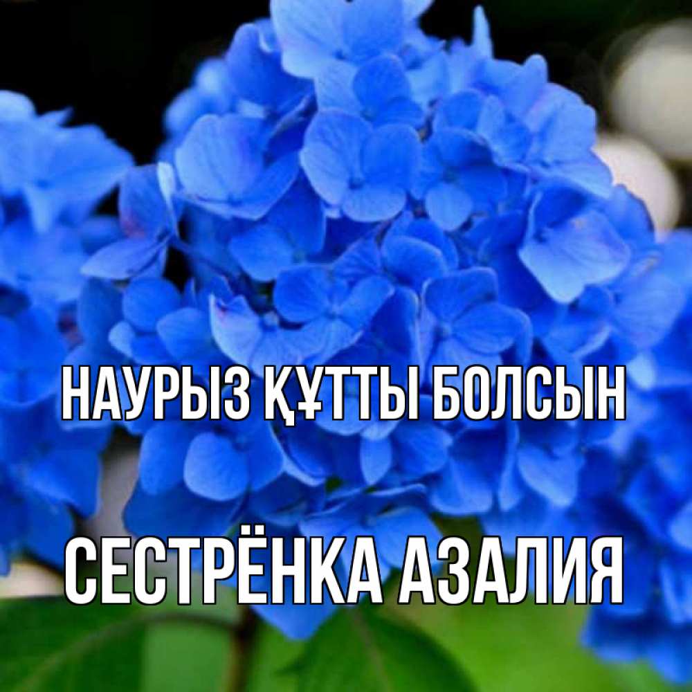 Открытка на каждый день с именем, Сестрёнка-Азалия Наурыз құтты болсын синие цветы Прикольная открытка с пожеланием онлайн скачать бесплатно 