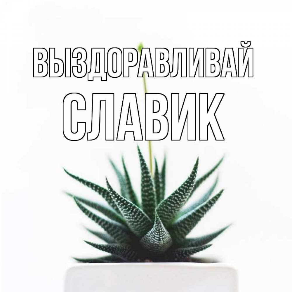 Открытка на каждый день с именем, Славик Выздоравливай короче это непонятная колючка Прикольная открытка с пожеланием онлайн скачать бесплатно 