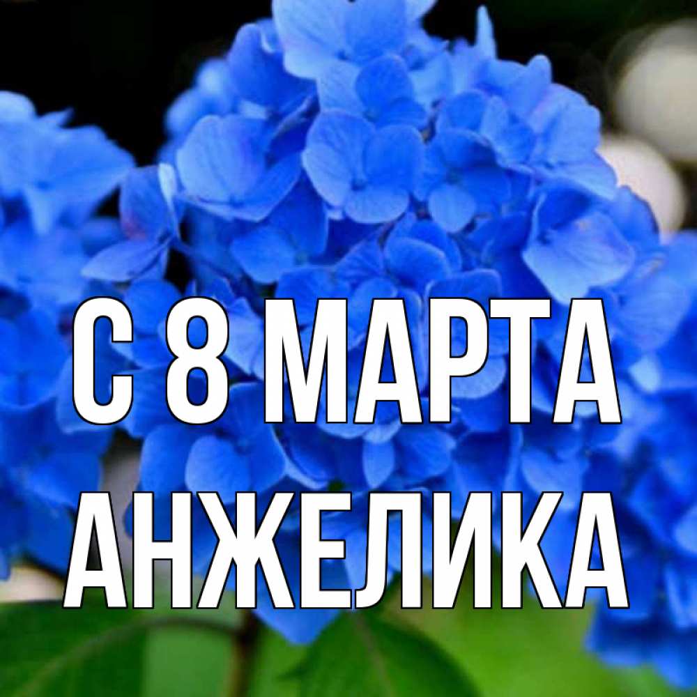 Цветы анжелике картинки