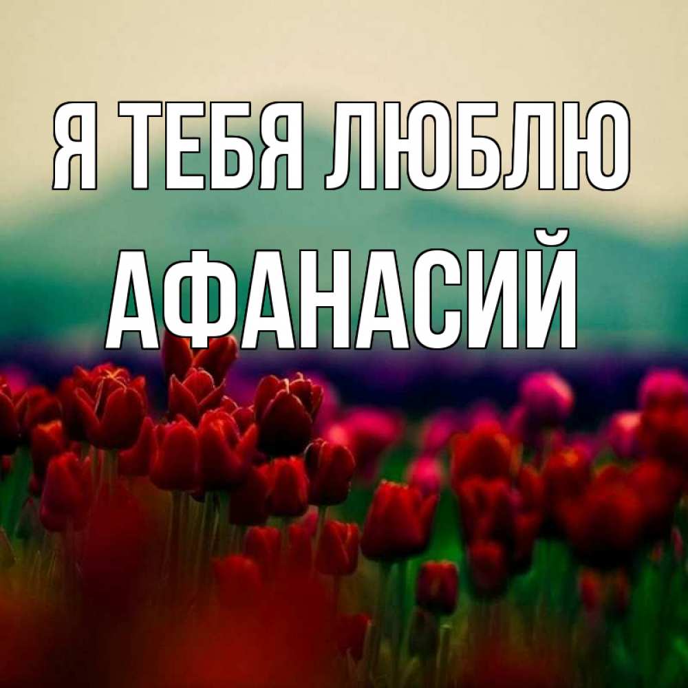 Открытка на каждый день с именем, Афанасий Я тебя люблю тюльпаны 4 Прикольная открытка с пожеланием онлайн скачать бесплатно 