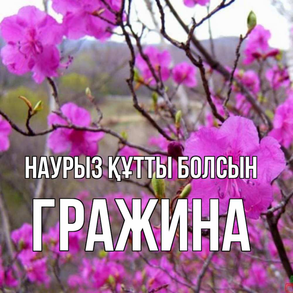 Открытка на каждый день с именем, Гражина Наурыз құтты болсын наурыз мейрамы кутты болсын Прикольная открытка с пожеланием онлайн скачать бесплатно 