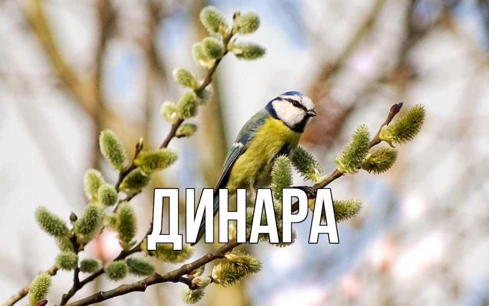Открытка на каждый день с именем, Динара Главная верба Прикольная открытка с пожеланием онлайн скачать бесплатно 
