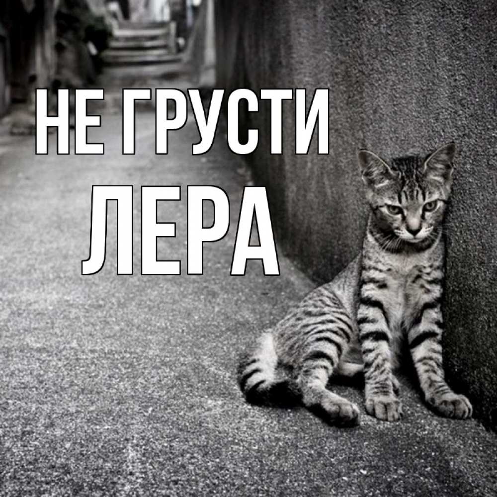 Открытка на каждый день с именем, Лера Не грусти скучающий котик Прикольная открытка с пожеланием онлайн скачать бесплатно 