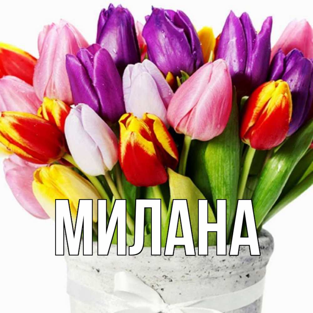 Открытка на каждый день с именем, Милана Главная букет Прикольная открытка с пожеланием онлайн скачать бесплатно 