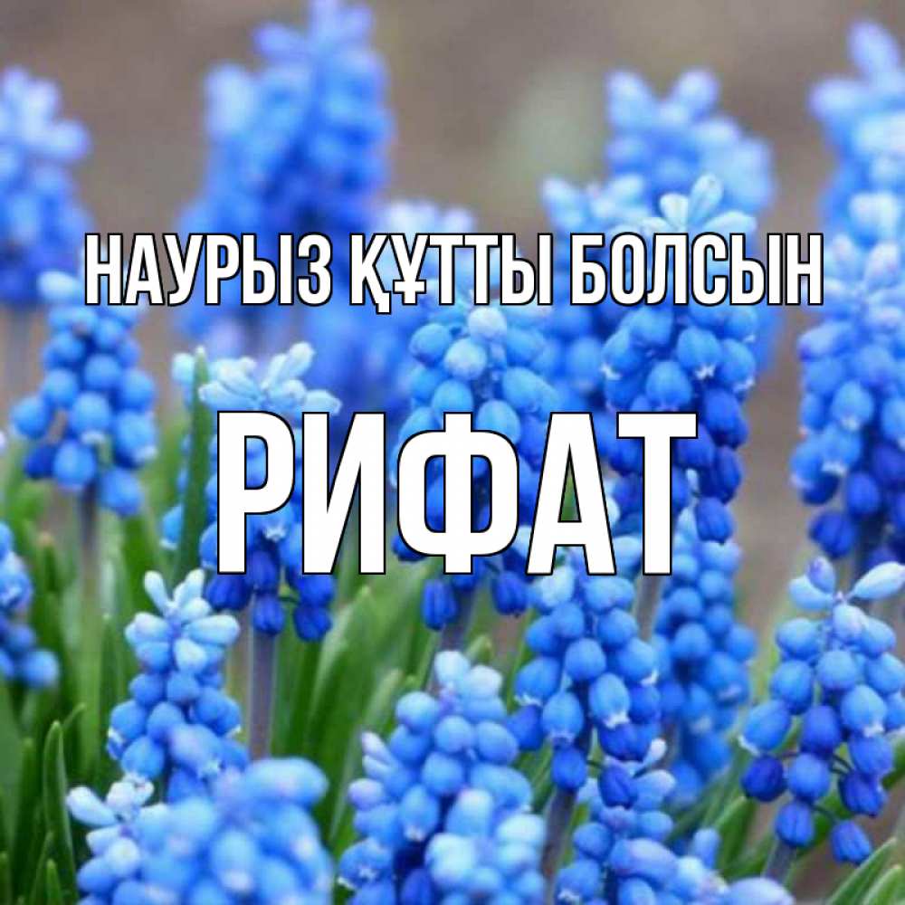 Открытка на каждый день с именем, Рифат Наурыз құтты болсын Поздравительная открытка для женщин с цветами на праздничную дату Прикольная открытка с пожеланием онлайн скачать бесплатно 