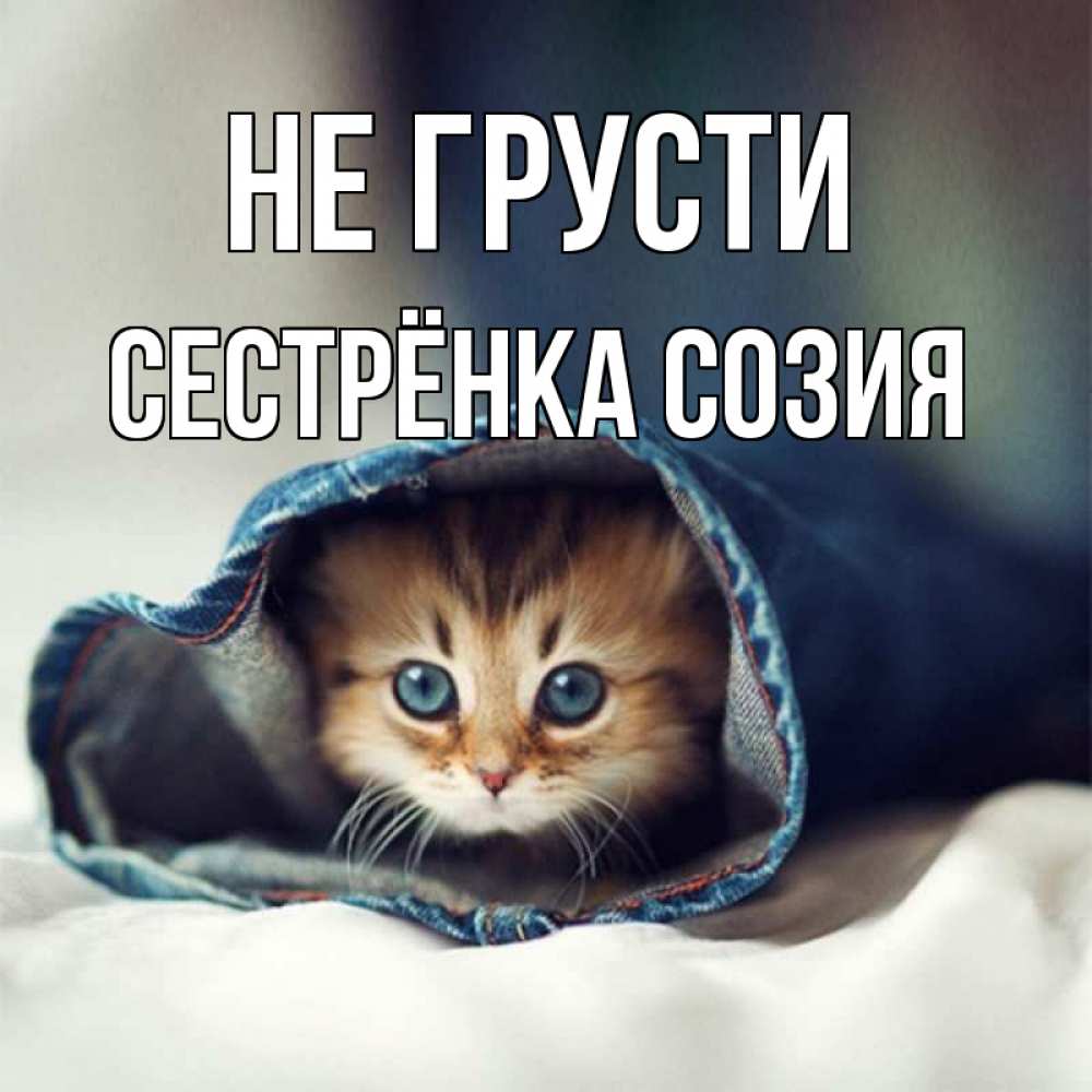 Открытка на каждый день с именем, Сестрёнка-Созия Не грусти кот в одежде Прикольная открытка с пожеланием онлайн скачать бесплатно 