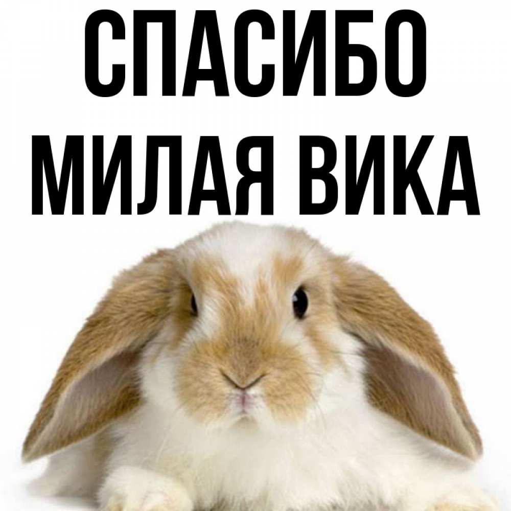 Мил википедия