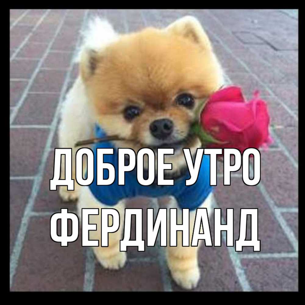 Открытка на каждый день с именем, Фердинанд Доброе утро роза в зубах Прикольная открытка с пожеланием онлайн скачать бесплатно 