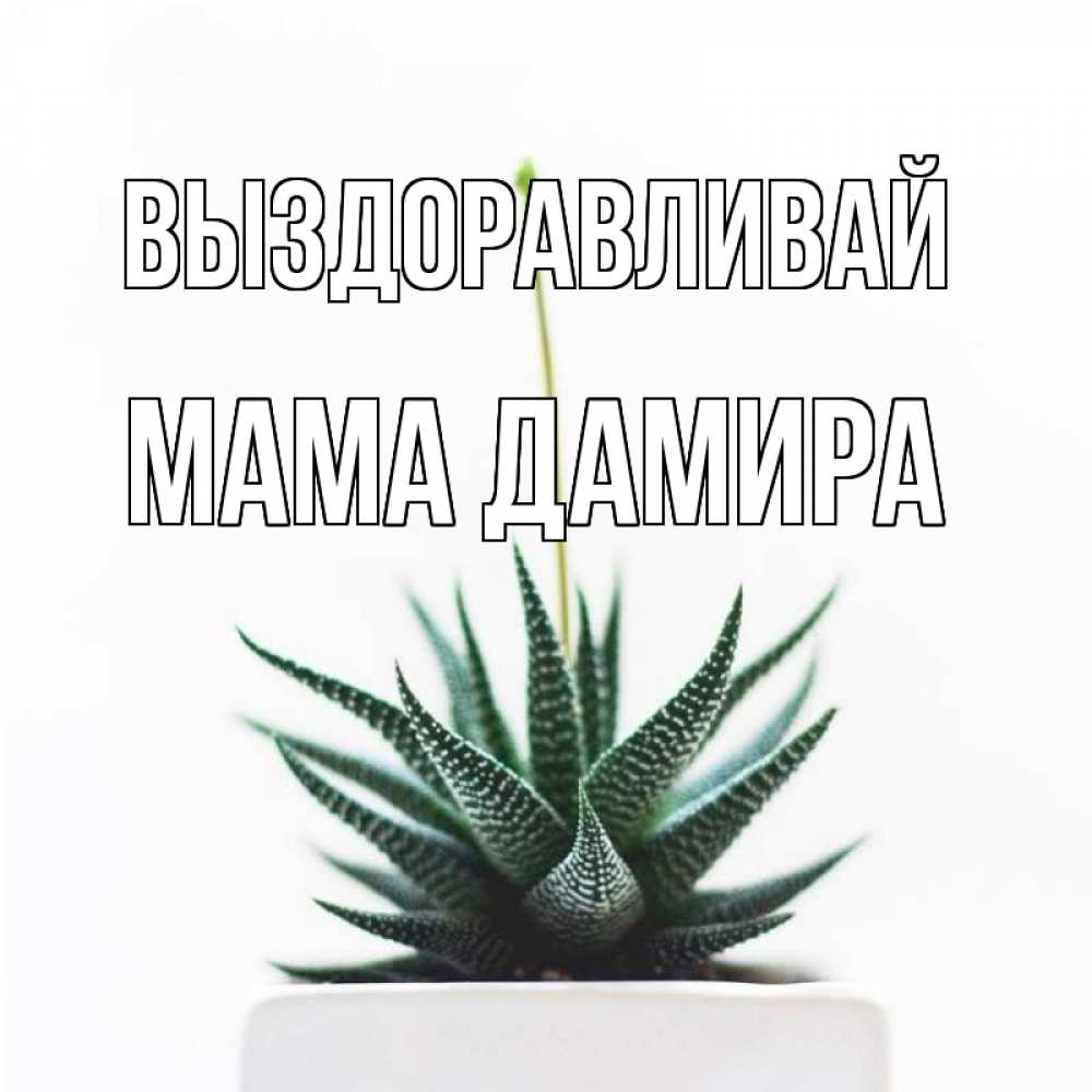 Открытка на каждый день с именем, Мама-Дамира Выздоравливай короче это непонятная колючка Прикольная открытка с пожеланием онлайн скачать бесплатно 