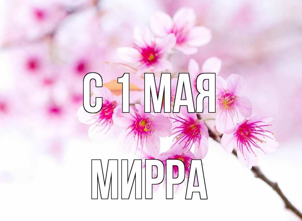 Открытка на каждый день с именем, Мирра С 1 мая С 1 мая 2 Прикольная открытка с пожеланием онлайн скачать бесплатно 