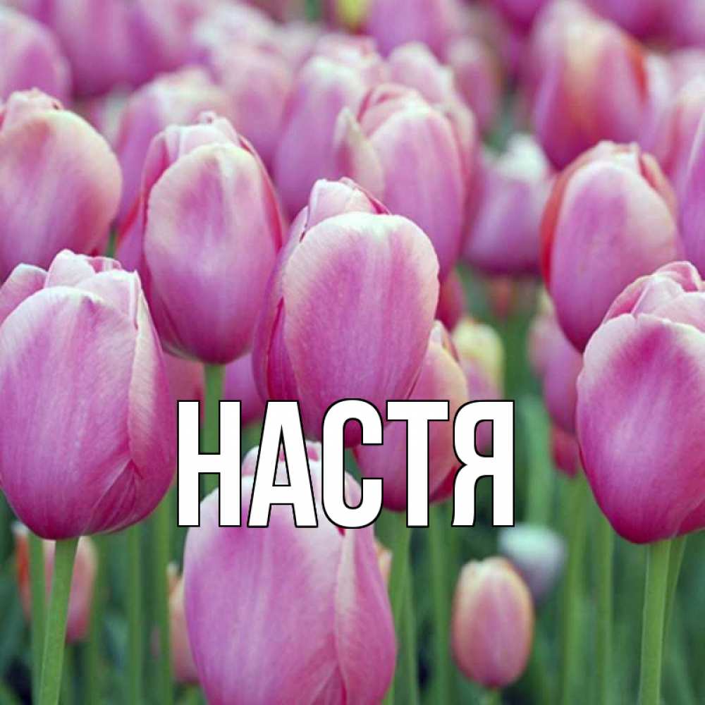Открытка на каждый день с именем, Настя Главная на наурыз  день 3 Прикольная открытка с пожеланием онлайн скачать бесплатно 