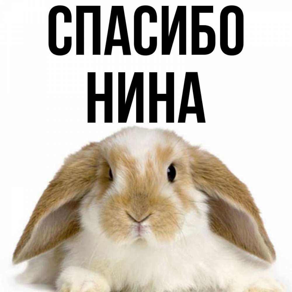 Открытка на каждый день с именем, Нина Спасибо коричнево белый заяц Прикольная открытка с пожеланием онлайн скачать бесплатно 