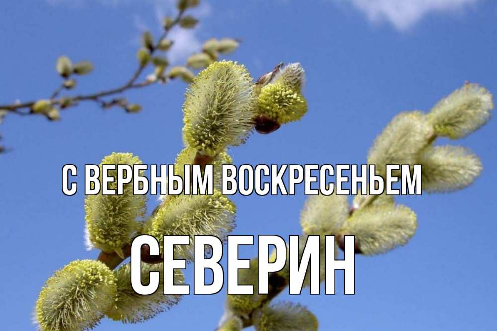 Открытка на каждый день с именем, Северин С вербным воскресеньем верба Прикольная открытка с пожеланием онлайн скачать бесплатно 