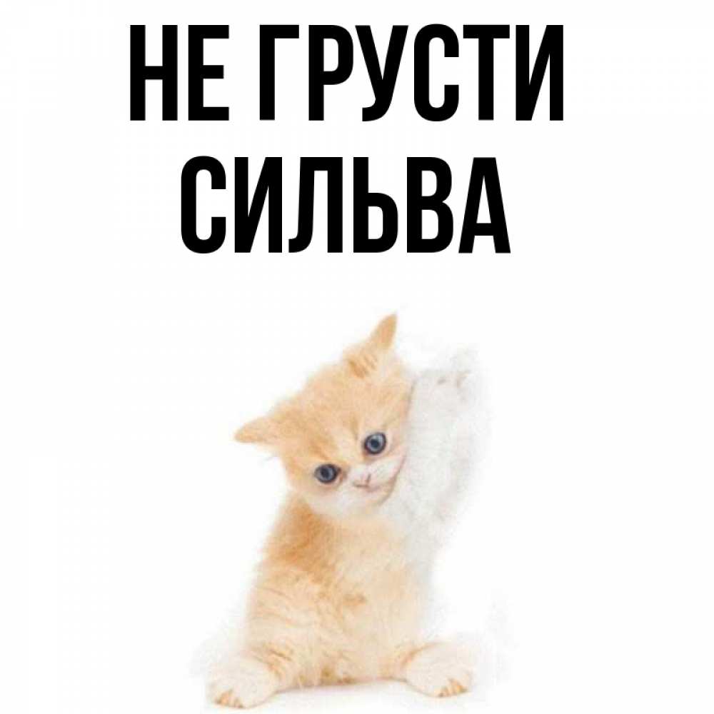Открытка на каждый день с именем, Сильва Не грусти просящий кот Прикольная открытка с пожеланием онлайн скачать бесплатно 