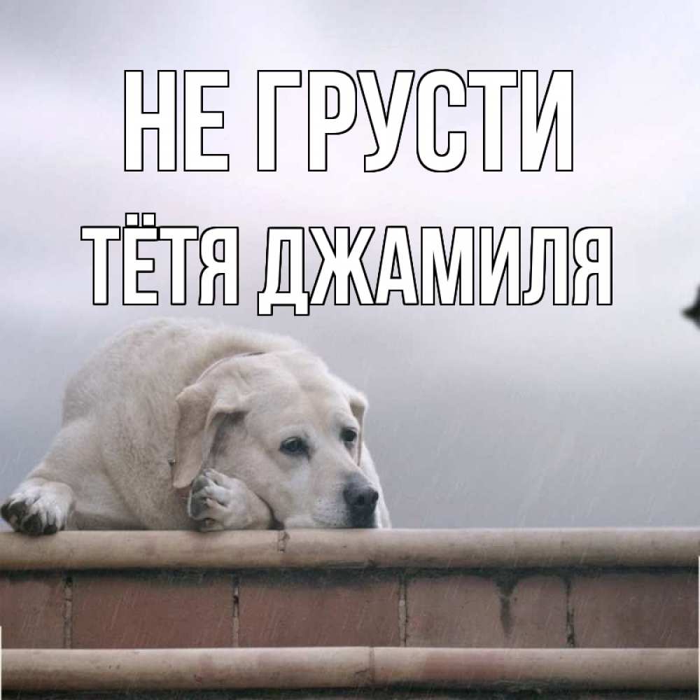 Открытка на каждый день с именем, Тётя-Джамиля Не грусти белый пес 1 Прикольная открытка с пожеланием онлайн скачать бесплатно 